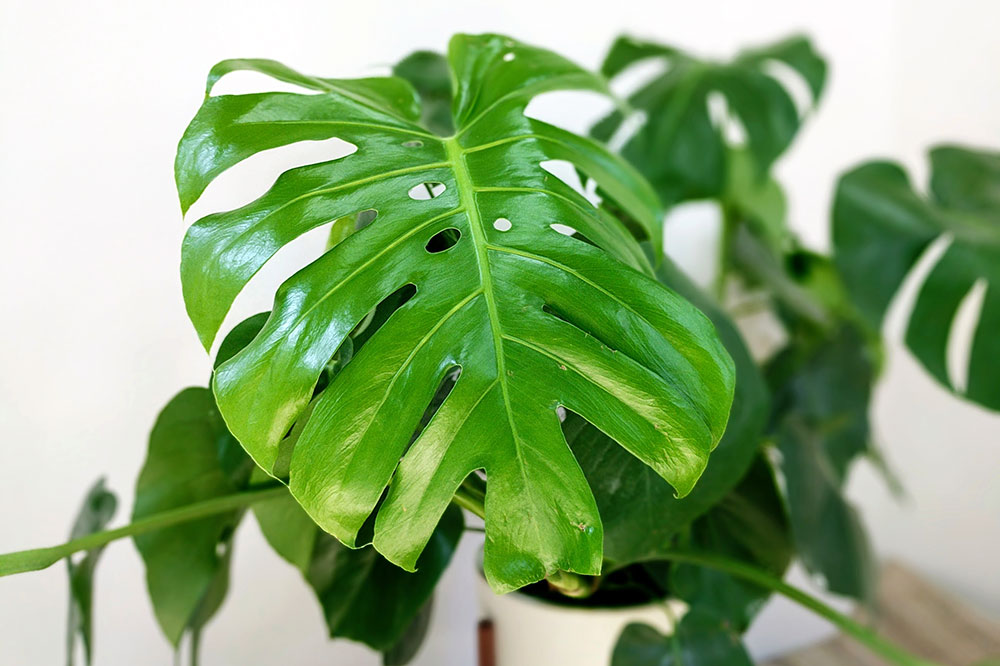 Monstera Deliciosa Large Potted Plants Delivered By Leon Monstera Deliciosa Large Potted Plants Delivered By Leon