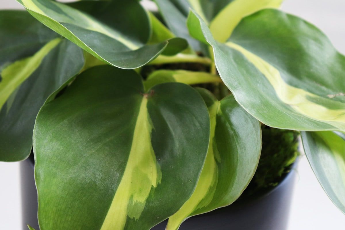 Philodendron Brasil (Small) - Potted Plants, Delivered by ...