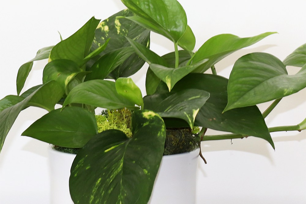 Tabletop Pothos Cascade (Small) Potted Plants, Delivered by Léon & Premium Online